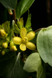 Ribes odoratum RCP4-10 052.jpg
